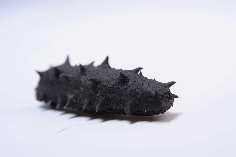 sea cucumber